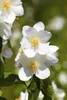 Philadelphus coronarius, Duftjasmin, weiß, 40–60 cm Produktbild-Vorschau 3