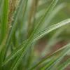 6 Ziergras Miscanthus sinensis, mehrjährig, winterhart, Produktbild-Vorschau 2