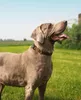 lionto Hundehalsband reflektierend, gepolstert & Produktbild-Vorschau 2