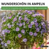 Australisches Gänseblümchen Blausternchen Samen - Produktbild-Vorschau 7