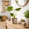 Monstera Thai Constellation – pestrobarevná pokojová Náhled obrázku produktu 4