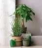 Dehner Glückskastanie, Pachira aquatica, mit geflochtenen Produktbild-Vorschau 4