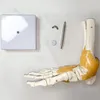 Anatomický model kostry v měřítku 1:1 v životní velikosti Náhled obrázku produktu 20