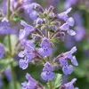 Bloomique - Lot de 6 - Nepeta Walker's Low - Cataire - Voir les images du produit 5