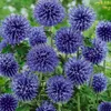 6 x Banater Kugeldistel Blue Globe - Echinops bannaticus Produktbild-Vorschau 1