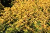 Stauden Gänge 1 x Ilex crenata 'Golden Gem' Kugel 30 - 40 Produktbild-Vorschau 6