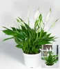 BALDUR Garten Spathiphyllum, 1 Pflanze, Luftreinigende Produktbild-Vorschau 2