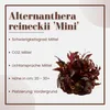 Aquarium Pflanze Alternanthera reineckii 'Mini' Tropica Produktbild-Vorschau 2