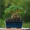 Bonsai Tekuté Hnojivo 1 L – 2-1-8 NPK – Pro Bonsai & Náhled obrázku produktu 5