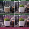 Stauden Gänge 10 x Salvia nemorosa 'Sensation Pink®' im 1 Produktbild-Vorschau 6