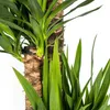Yucca Elephantipes géant, plante d'intérieur, Ø27cm, 160cm, Voir les images du produit 3