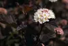 Physocarpus opulifolius 'Diabolo' -R-, Blasenspiere, Produktbild-Vorschau 9