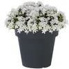 Prosperplast Blumentopf - Kunststoff - grau - D29 x H27 cm Produktbild-Vorschau 2