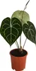 Dehner Herzblattblume, Anthurium clarinervium, Produktbild-Vorschau 1