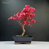 Klon japoński Acer Deshojo P15 Podgląd zdjęcia produktu 6
