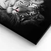 Bild auf Leinwand - Leinwandbild - Einteilig - Weiß Tiger Produktbild-Vorschau 5