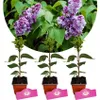 Three potted lilac plants are shown in front of a circular image of blooming lilac branches. Náhľad obrázku produktu
