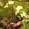 Terrario Shadow Forest Moss - muschio naturale 35x28cm Anteprima dell’immagine prodotto 6