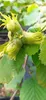 A close-up view of unripe hazelnuts on a branch, surrounded by green leaves. Produktbild-Vorschau