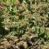 6 x Grote vetplant - Sedum 'Matrona' | Pot van 9x9 cm Productafbeelding-voorbeeld 2