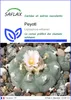 SAFLAX  - Peyotl - 20 graines - Lophophora Voir les images du produit 1