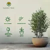 Sunny Tree - Olivenbaum - Olea Europaea in Strauchform - Produktbild-Vorschau 2