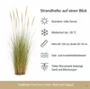 Stauden Gänge 10 x Ammophila arenaria im 1 Liter Topf - Produktbild-Vorschau 8
