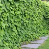 A dense wall of green leaves with a stone pathway running alongside it. Anteprima dell’immagine prodotto
