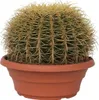 Złoty Kaktus Beczkowy - Echinocactus grusonii - Wysokość Podgląd zdjęcia produktu 1