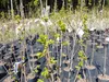 Kakibaum 150 - 180 cm Kakipflaume Pflanze Produktbild-Vorschau 3