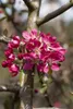 Zierapfel Rudolph 80-100 cm, im Topf - Malus Produktbild-Vorschau 5