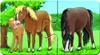 Tierfamilien auf dem Bauernhof Ravensburger 05072 Produktbild-Vorschau 22