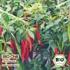 Samenliebe  Chili Samen | De Cayenne - rot & sehr scharf - Produktbild-Vorschau 4