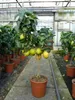 Grünwaren: echter Zitronenbaum 70 - 100 cm Zitrone Citrus Produktbild-Vorschau 7