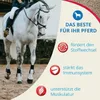 A white horse being ridden in an arena, with marketing text and icons on the right side. Produktbild-Vorschau
