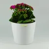 Set4 4 teilig für Hydrokultur Blumentopf Keramik Maui 13/12 Produktbild-Vorschau 4