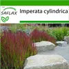 SAFLAX - Japonská krvavá tráva - Imperata cylindrica - 50 Náhled obrázku produktu 5