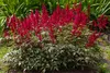 Stauden Gänge 3 x Astilbe arendsii ‚Astary Red‘ - Produktbild-Vorschau 6