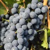 Winorośl Regent 2L Podgląd zdjęcia produktu 2