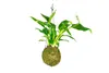 Gardners Kokedama Spathiphyllum (M) Náhled obrázku produktu 1