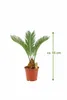 Cycas Revoluta 55 cm – Sagopalme / Japanische Sagopalme – Produktbild-Vorschau 2