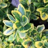 Pérgola du Japon  - Euonymus japonicus 'Aureomarginatus'  | Voir les images du produit 2