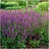 Plants by Frank | 6 Salbei Pflanzen | Salvia Nemorosa Produktbild-Vorschau 2
