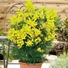 A potted plant with bright yellow flowers and green leaves sits on a patio. Produktbild-Vorschau