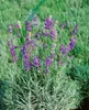 Lavandula angustifolia 'Munstead', Lavendel, violett, ca. Produktbild-Vorschau 13