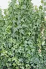 Efeu Woerner 80-100 cm, im Topf - Hedera helix, immergrün Produktbild-Vorschau 3
