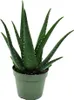 Aloe MEDIVERA Equator - Nová odroda Aloe vera - 14 cm Náhľad obrázku produktu 1