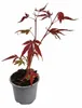 Acer palmatum 'Atropurpureum', environ 30 cm – Érable Voir les images du produit 4