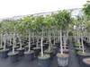 Feigenbaum 180 cm Stammumfang 14 - 20 cm, winterhart, Produktbild-Vorschau 1