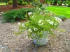 A white flowering plant in a gabion planter sits on a gravel path in a garden setting. Náhled obrázku produktu